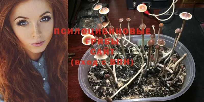 Псилоцибиновые грибы Magic Shrooms  blacksprut зеркало  Сельцо 